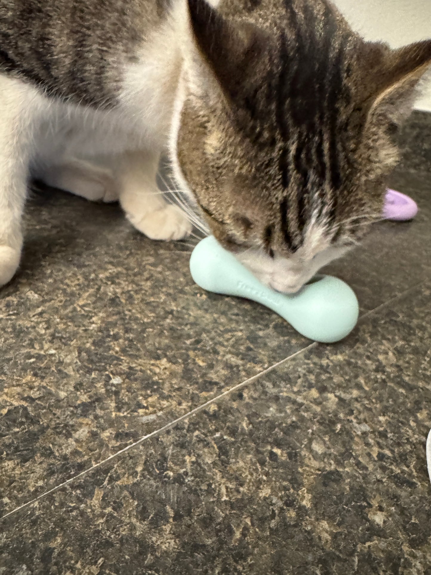 FreezWhisk Cat Calm Feed Bowl - White