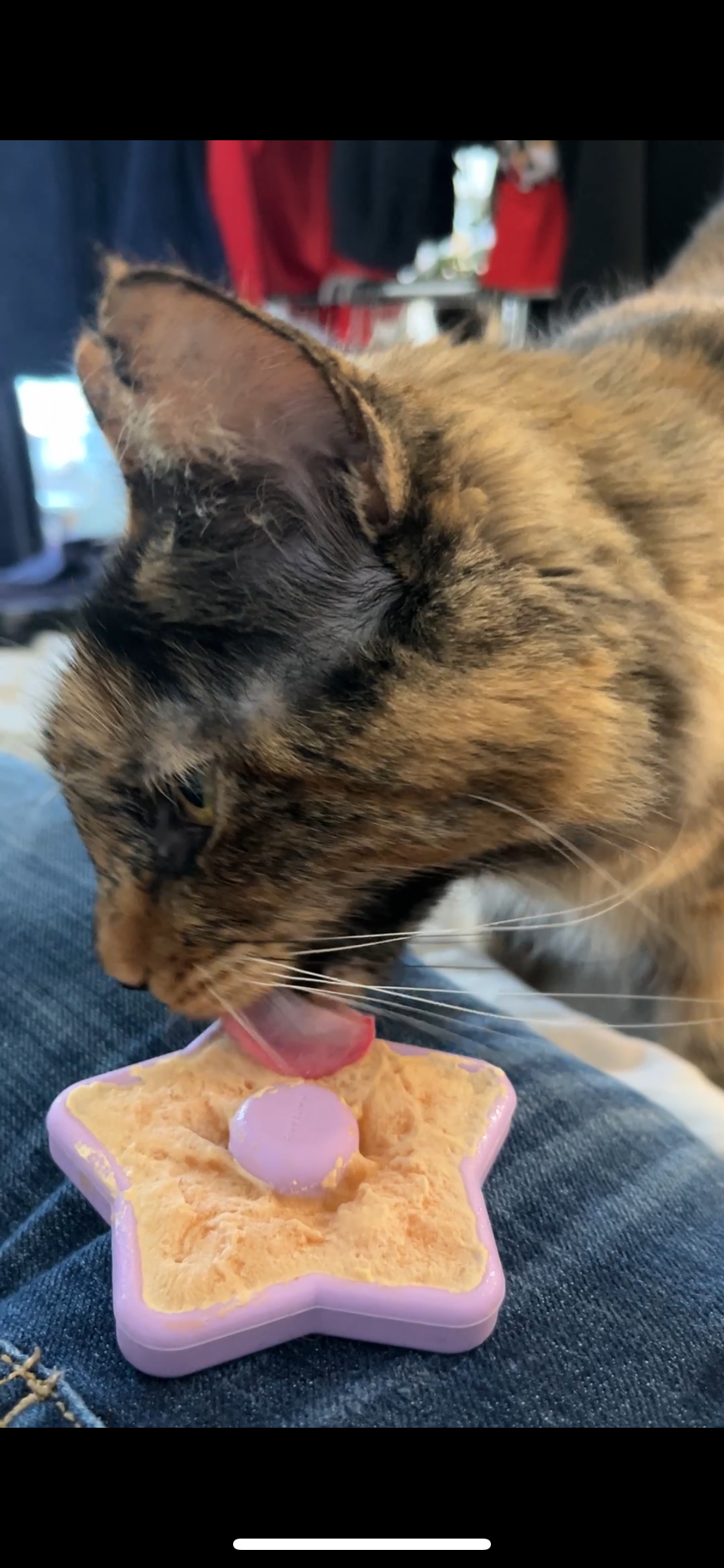 FreezTwinkle Cat Spark Play Toy - Purple