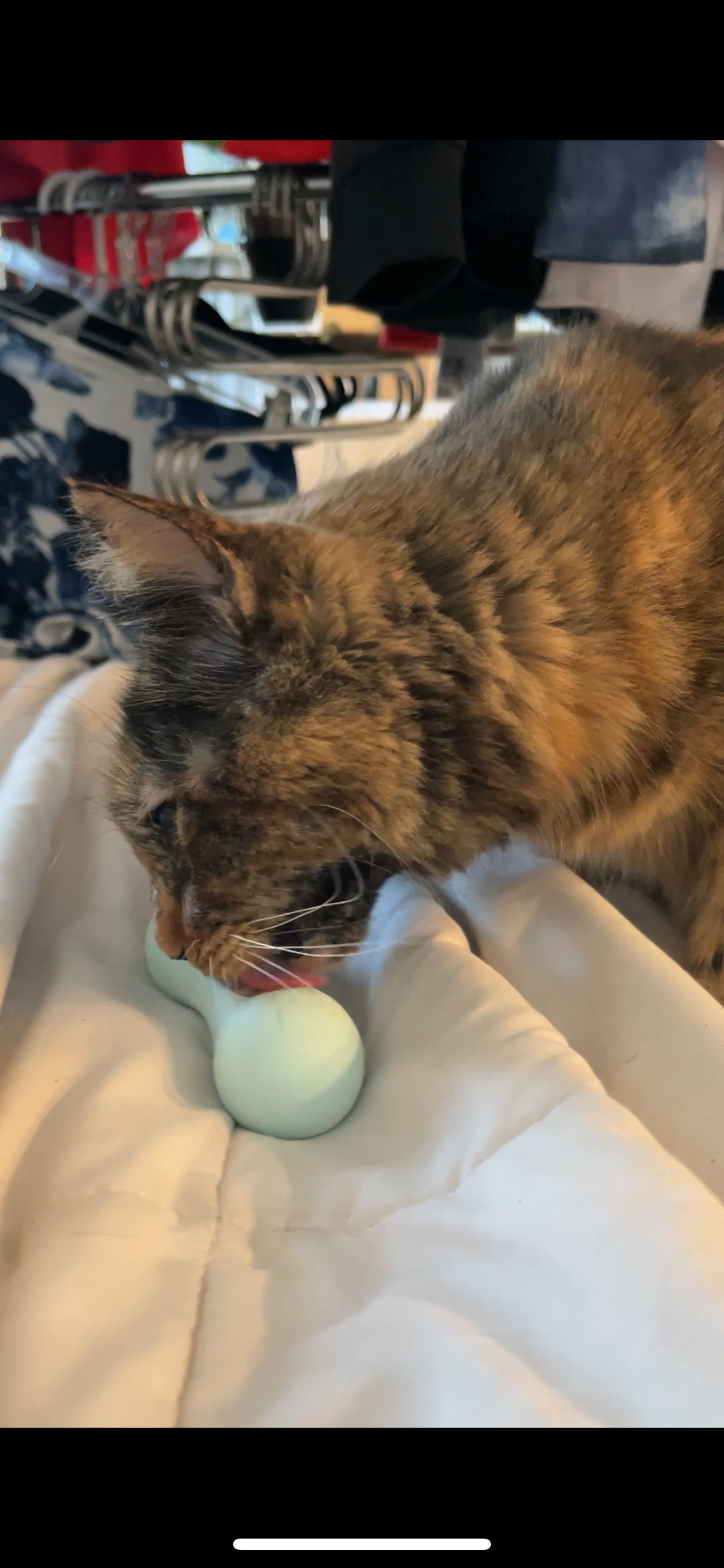 FreezWhisk Cat Calm Feed Bowl - Aqua